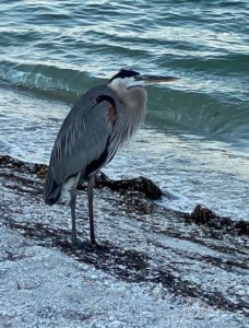 Blue Heron on Beach at Safety Harbor Club Upper Captiva, FL