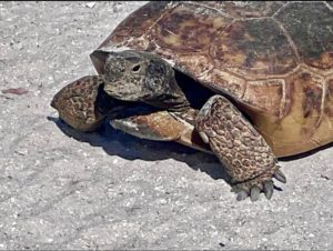 Gopher Tortoise at Safety Harbor Club, Upper Captiva
