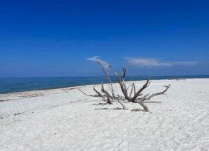 Safety Harbor Club beach with driftwood. Upper Captiva, FL