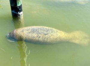 Manatee in the bay at Safety Harbor Club Upper Captiva, FL