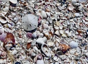 Sand dollar on top of all the shells at the Safety Harbor Club beach, Upper Captiva, FL