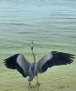 Blue Heron with spread wings on water edge at Safety Harbor Club Upper Captiva, FL