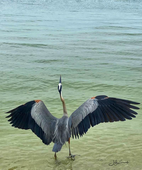 Blue Heron waving a greeting